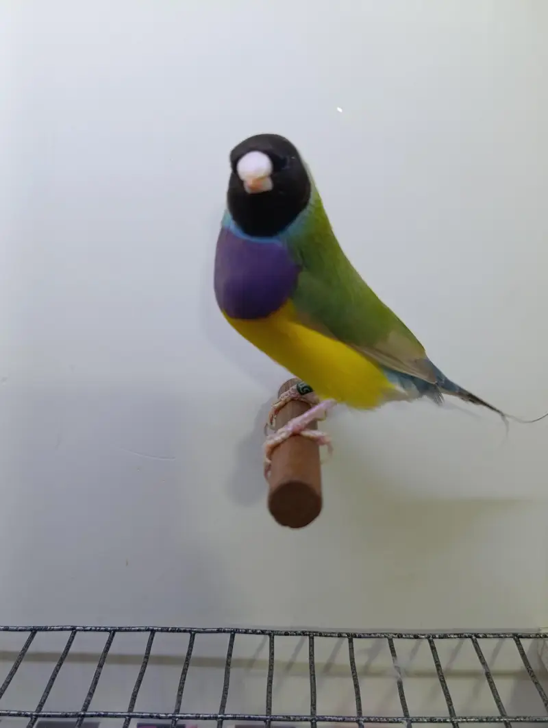 Gouldian Finches — photo 2