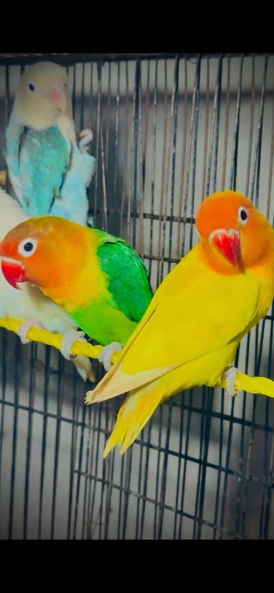 Lovebirds