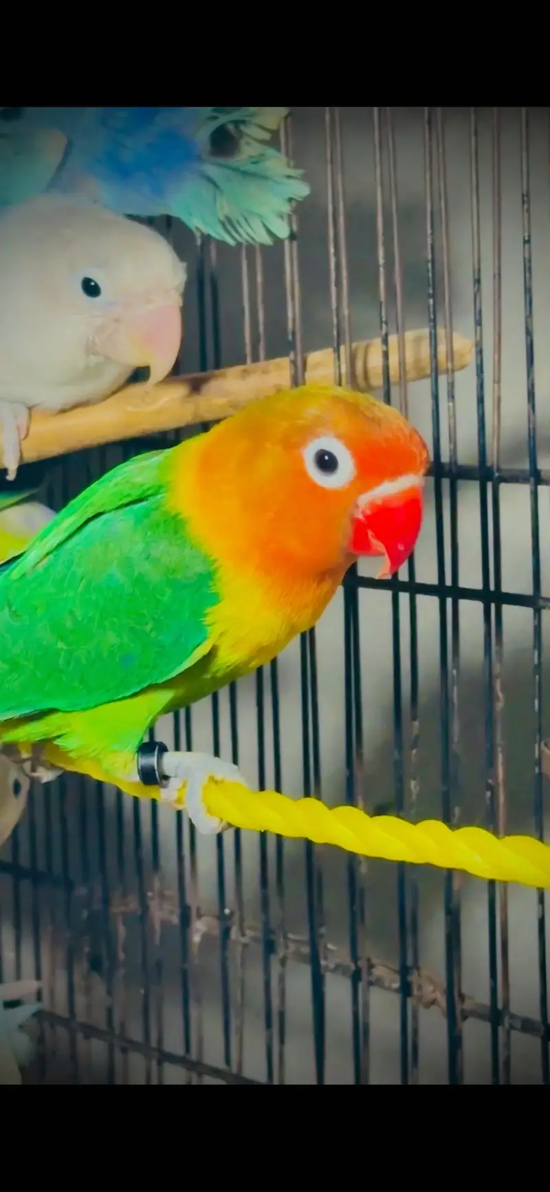 Lovebirds — photo 2