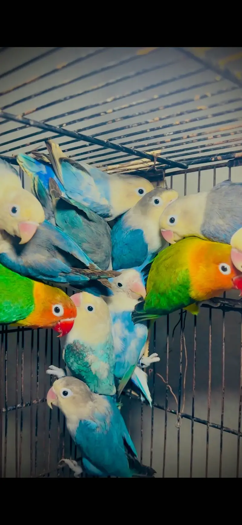 Lovebirds — photo 3