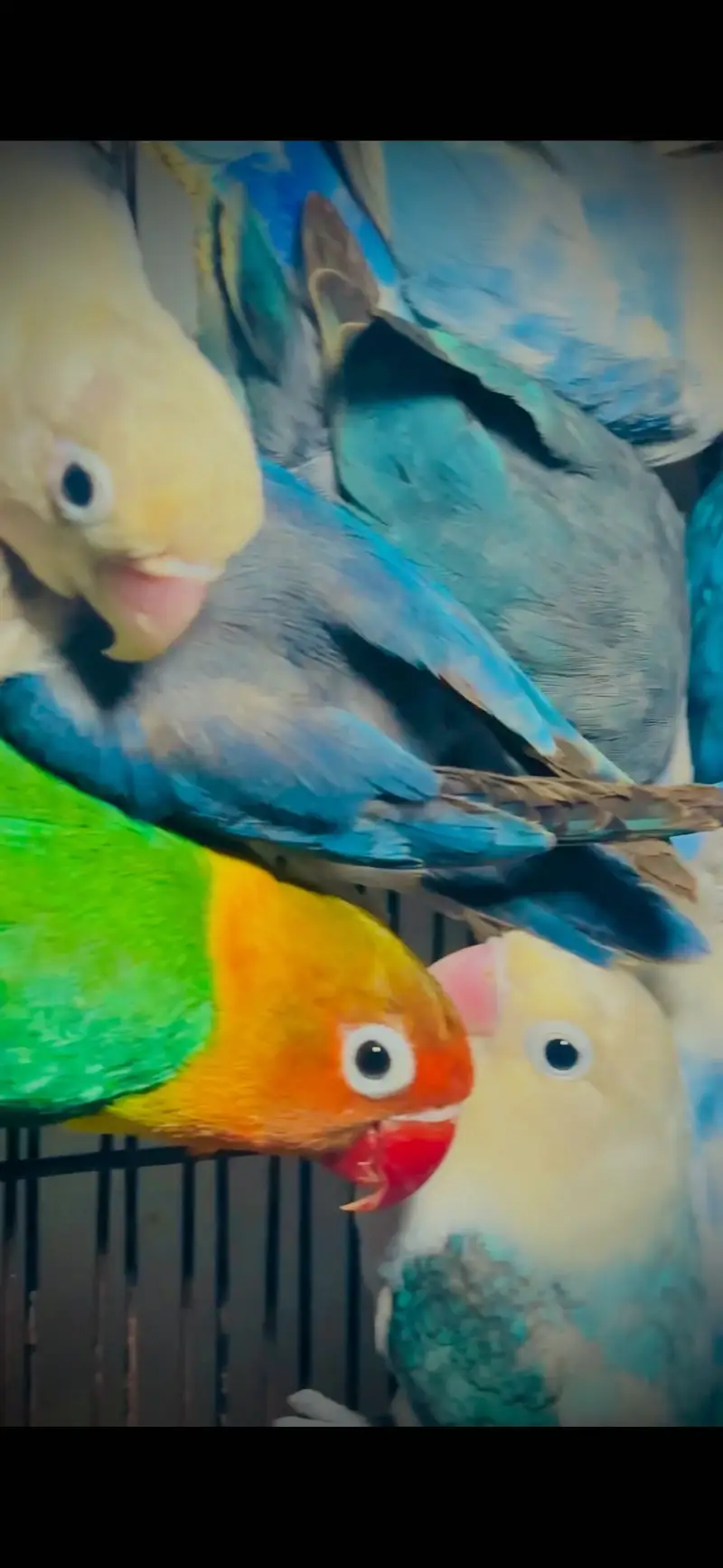 Lovebirds — photo 4