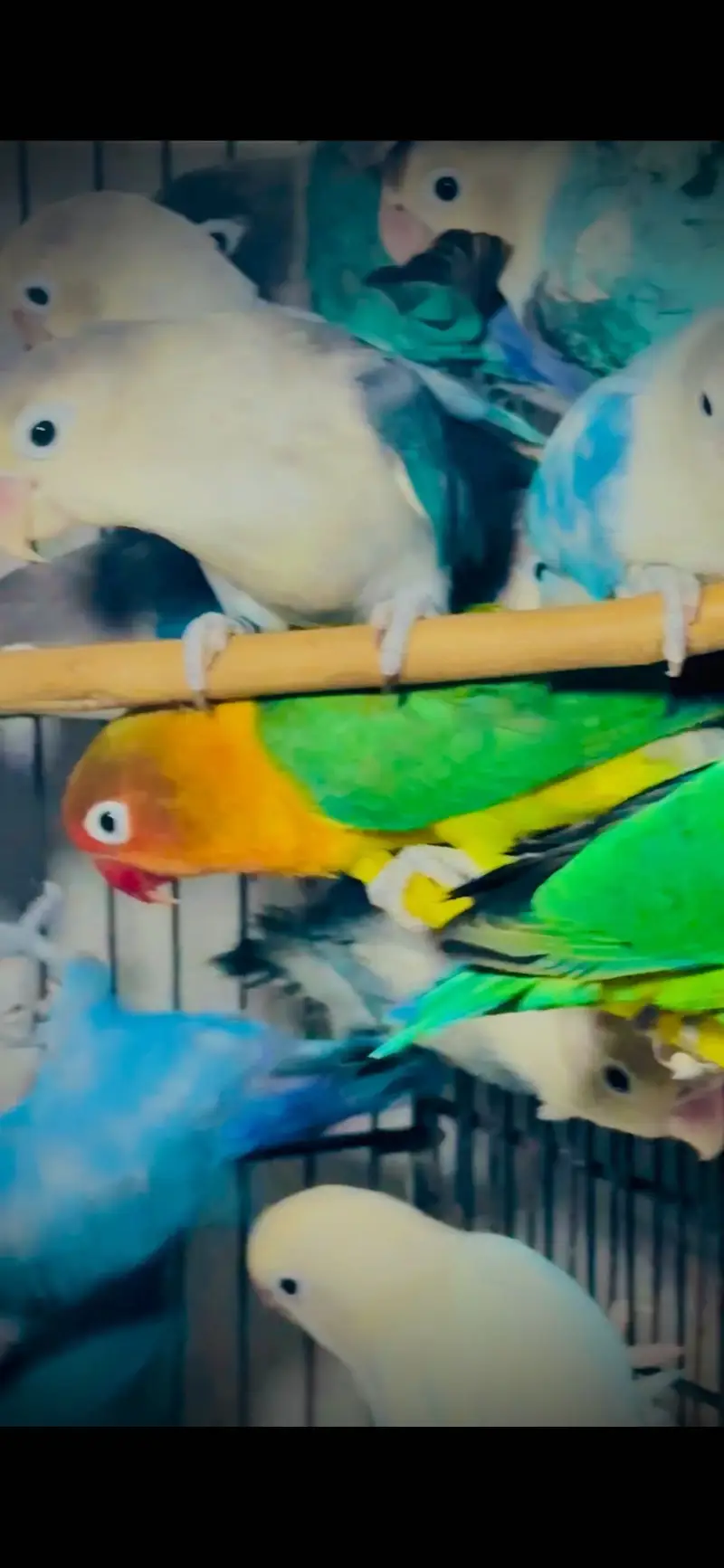 Lovebirds — photo 5
