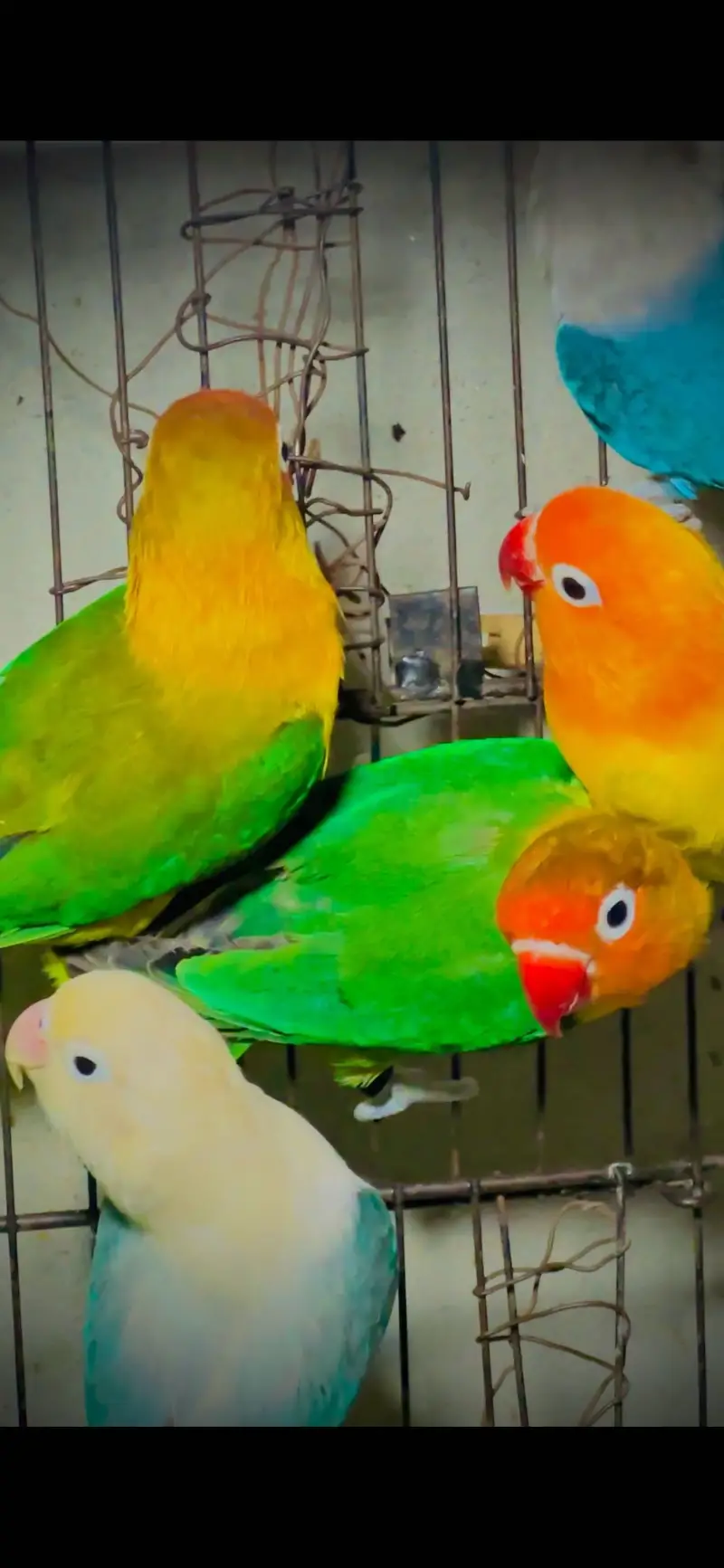 Lovebirds — photo 6
