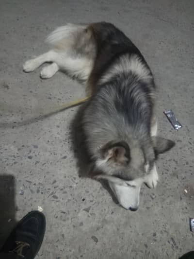 available for breed