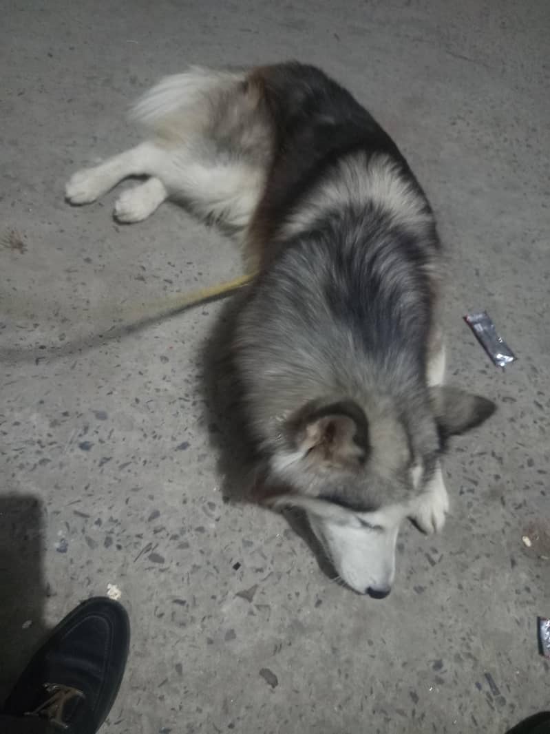 available for breed 0