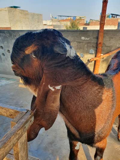 Breeder Bakra for Sale