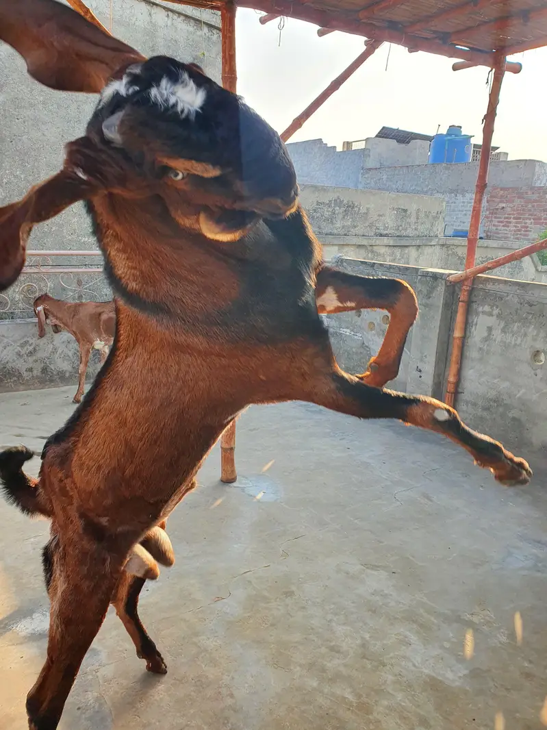 Breeder Bakra for Sale — photo 2