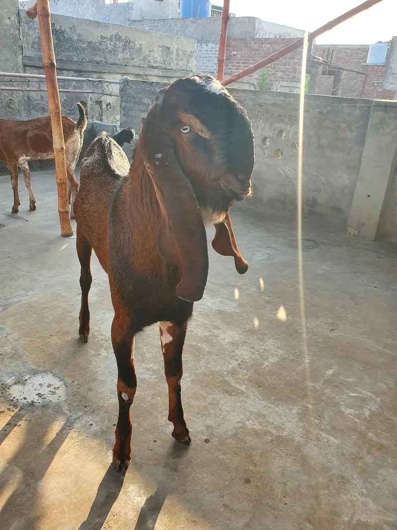 Breeder Bakra for Sale — photo 3