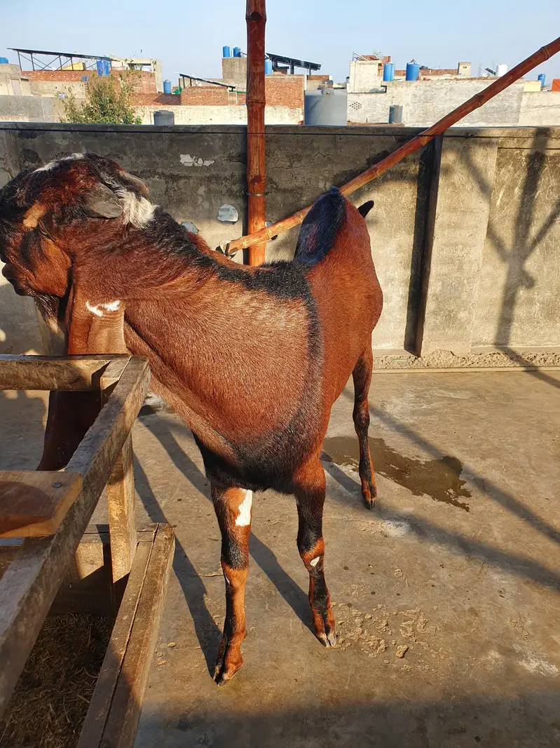 Breeder Bakra for Sale — photo 4