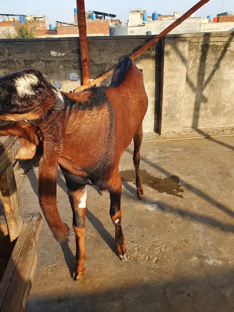 Breeder Bakra for Sale — photo 5