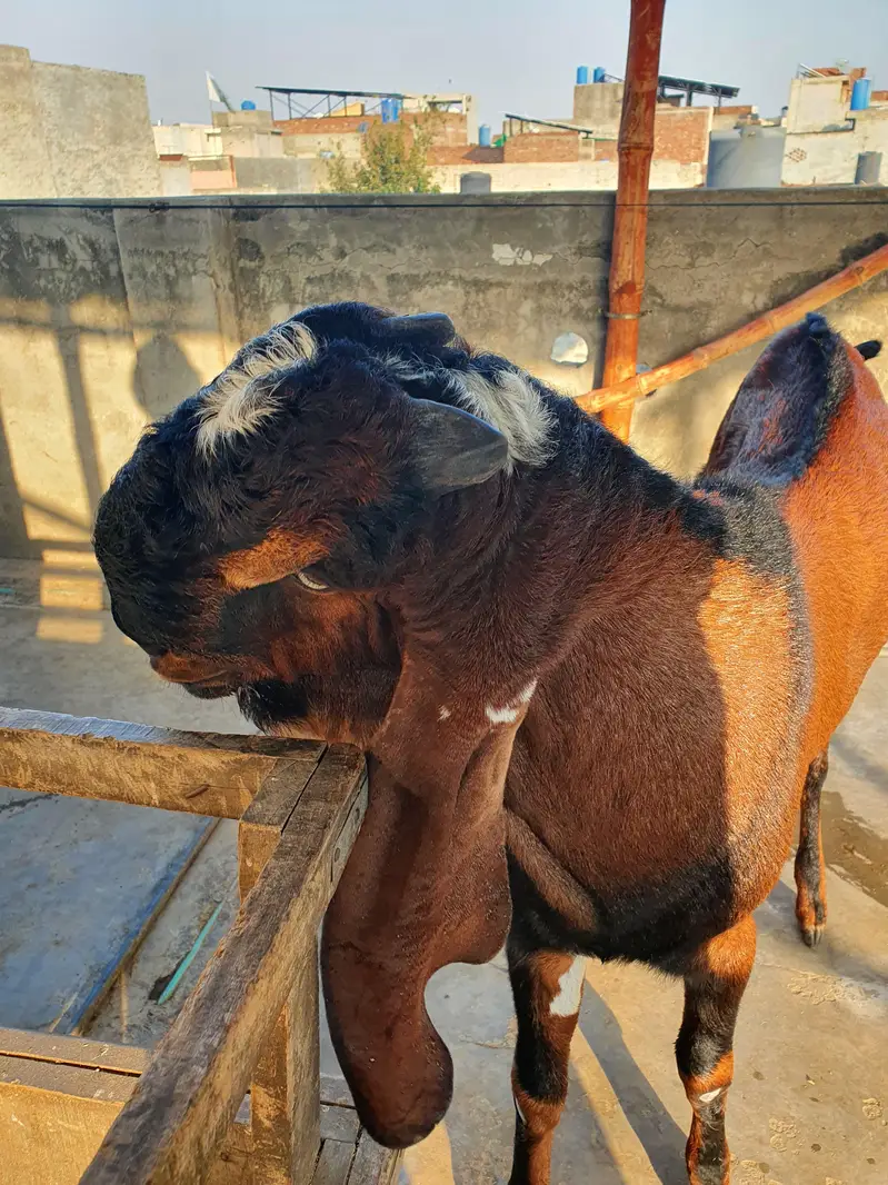 Breeder Bakra for Sale — photo 6