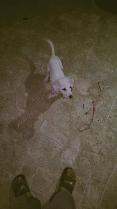 amrican labrador