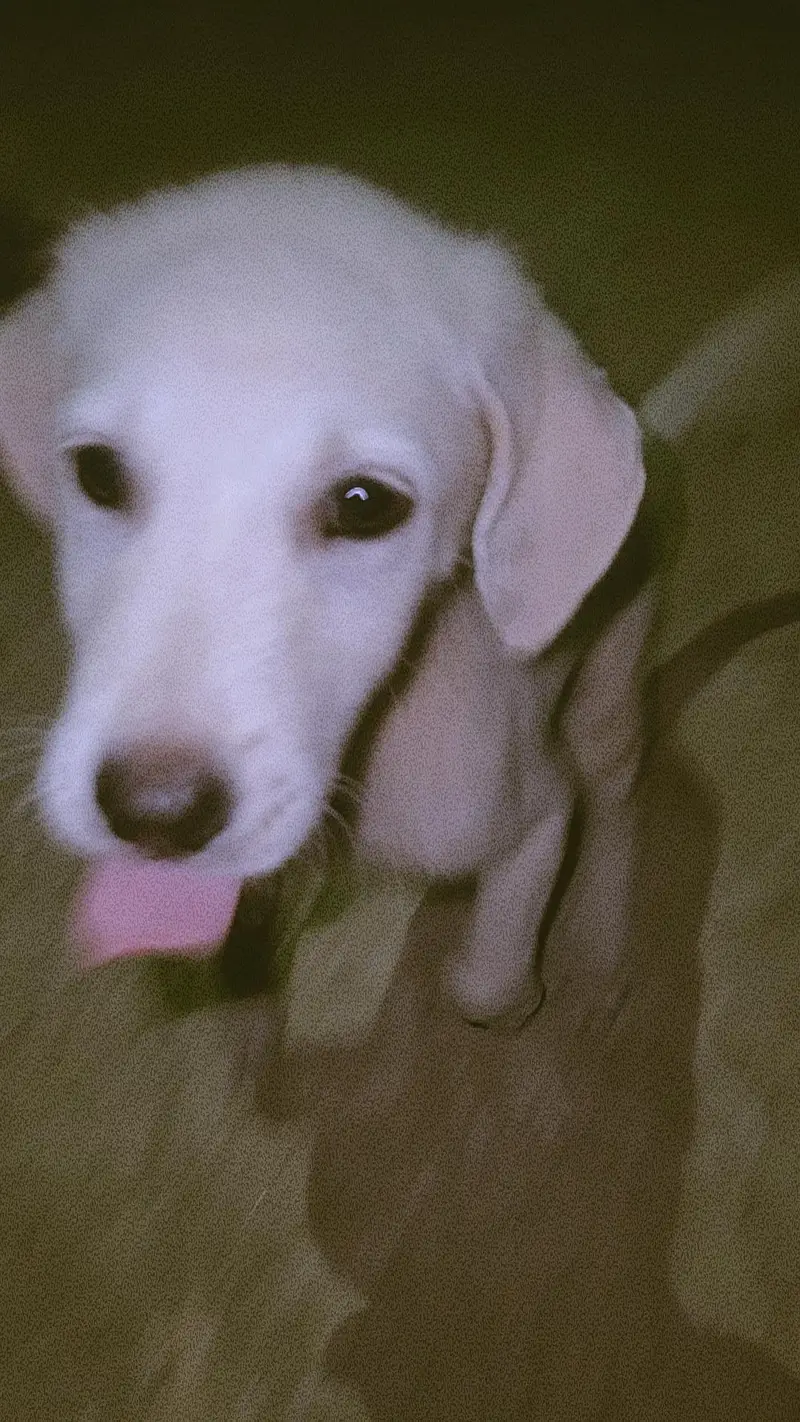 amrican labrador — photo 2