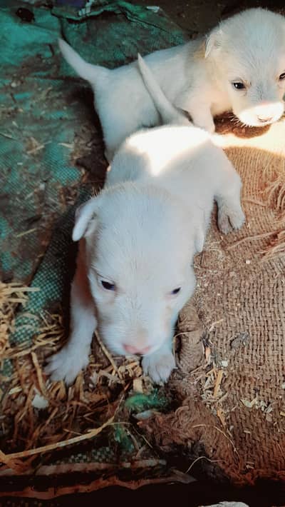 Russian puppies for sale 2no male ha whatsapp 03161731812