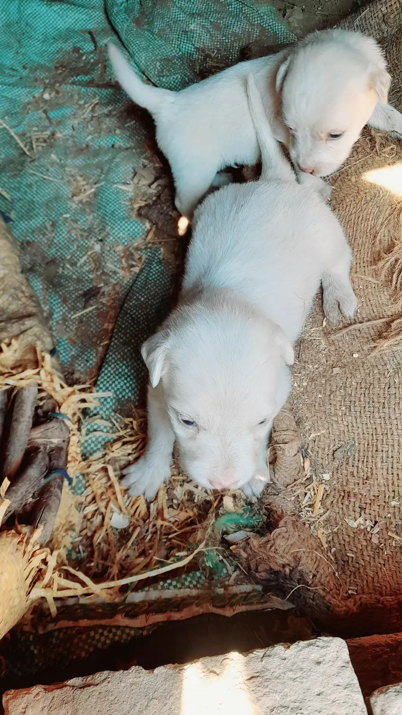 Russian puppies for sale 2no male ha whatsapp 03161731812 — photo 2
