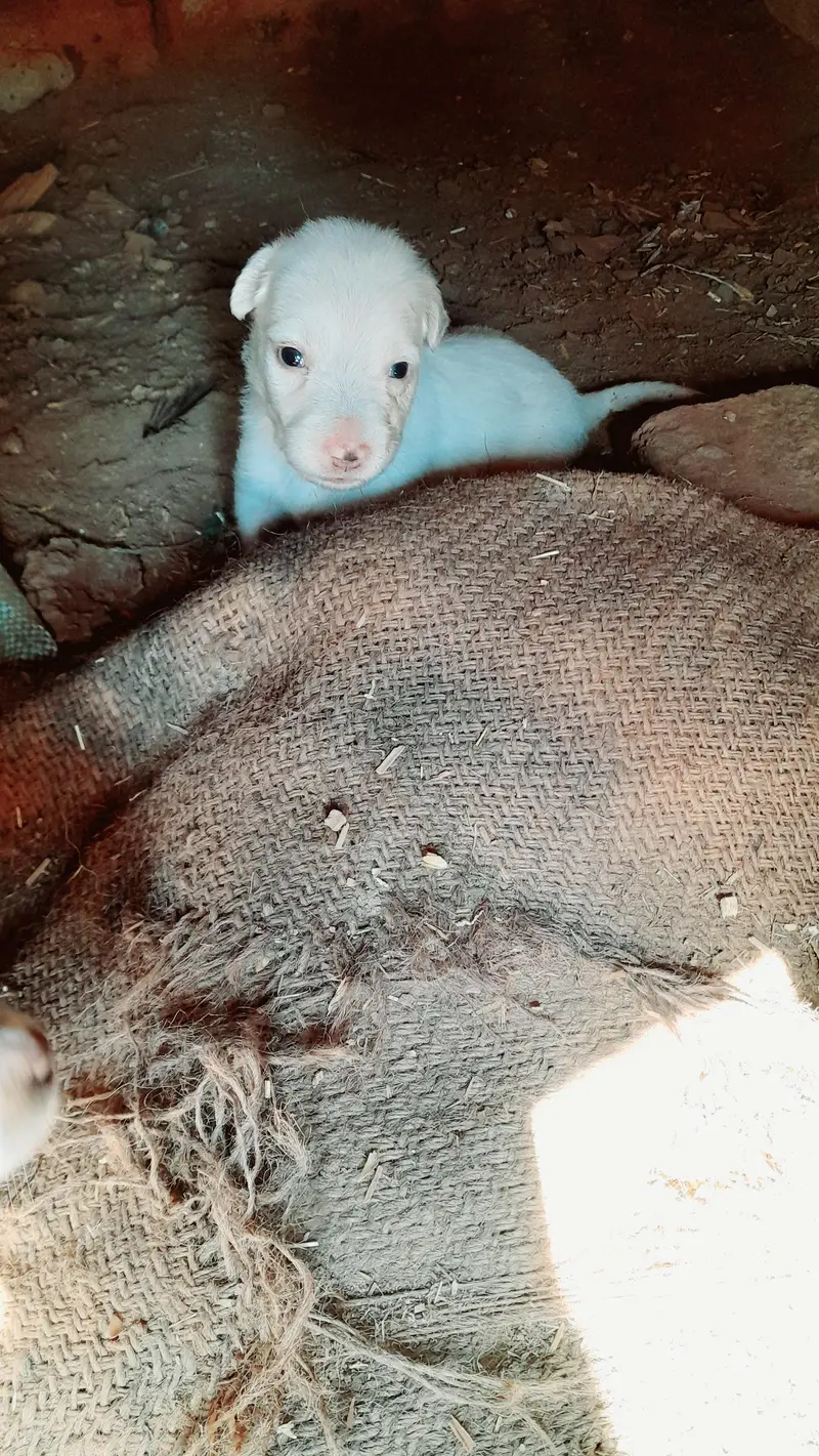 Russian puppies for sale 2no male ha whatsapp 03161731812 — photo 3