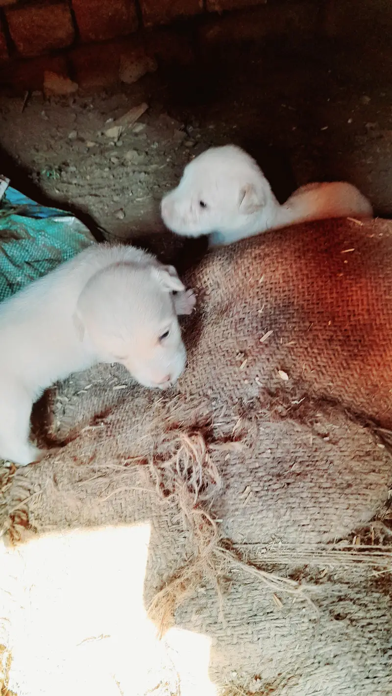 Russian puppies for sale 2no male ha whatsapp 03161731812 — photo 4