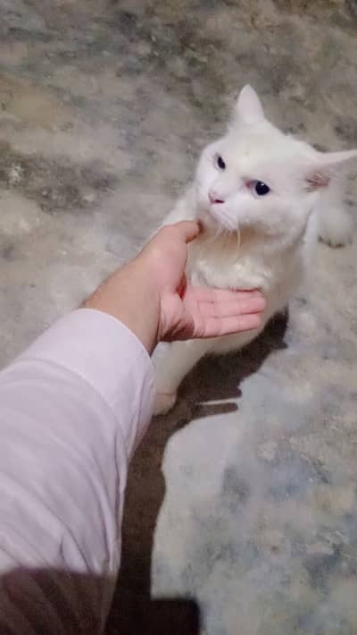 12 month age Persian male for sale urgent