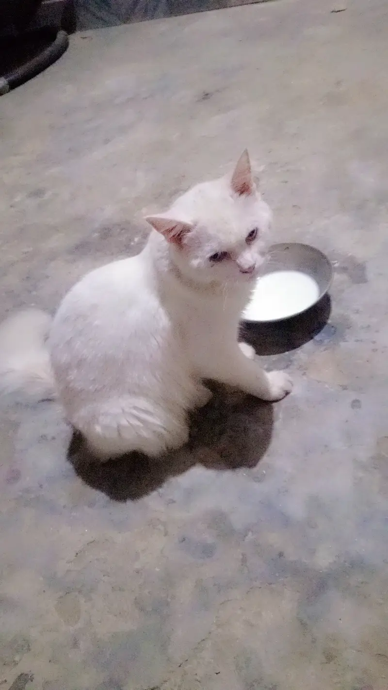 12 month age Persian male for sale urgent — photo 2