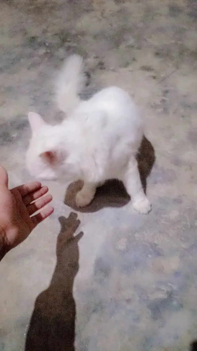 12 month age Persian male for sale urgent — photo 3