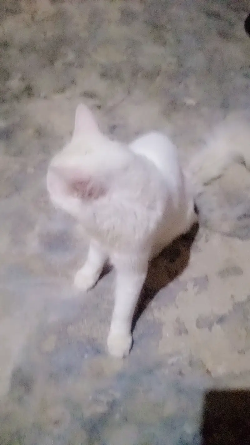 12 month age Persian male for sale urgent — photo 4