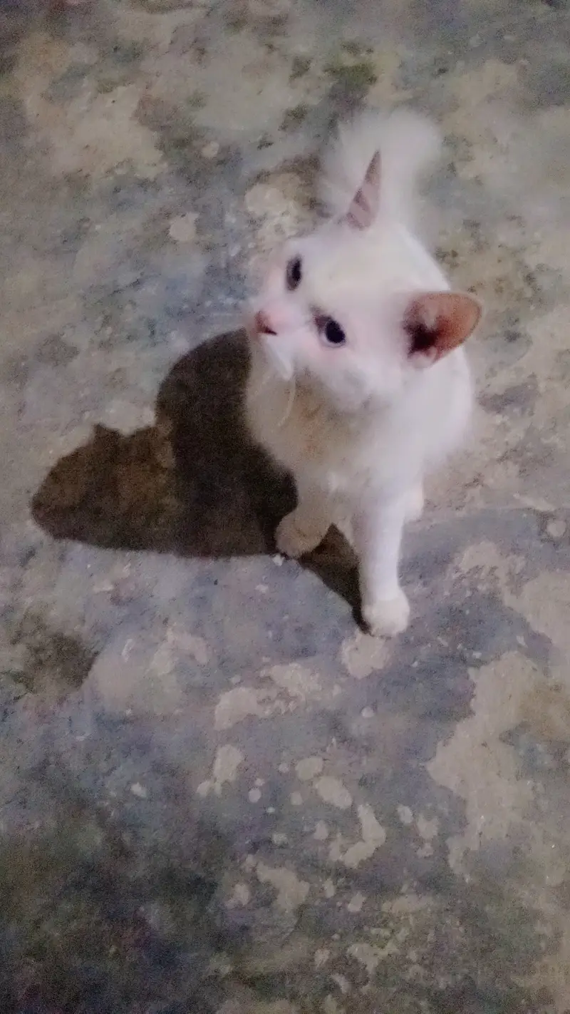 12 month age Persian male for sale urgent — photo 5