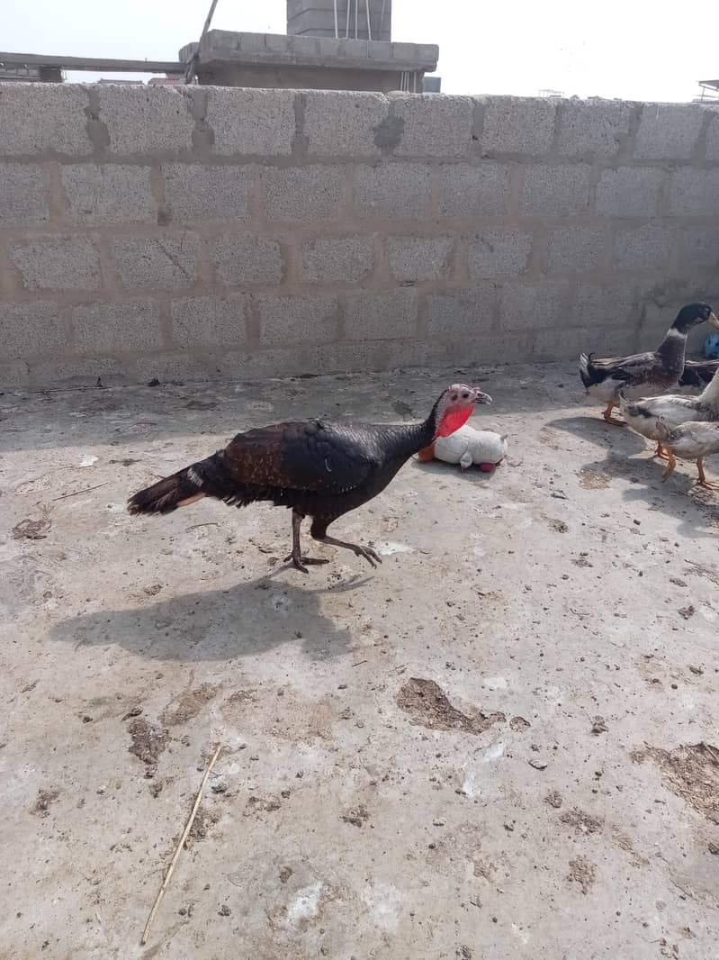 Turkey egg laying 0