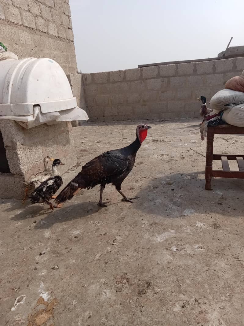 Turkey egg laying 1