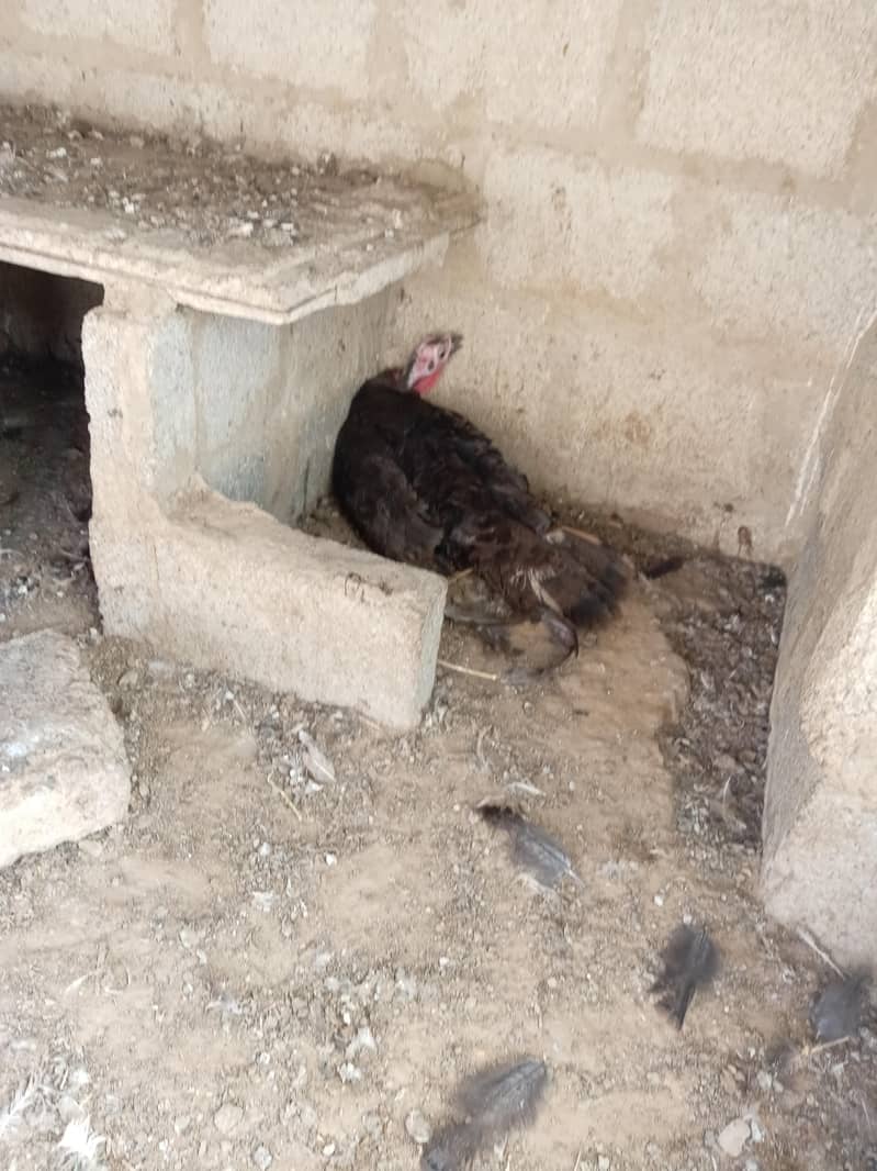 Turkey egg laying 2