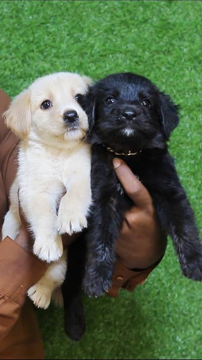 British labrador puppies available are available for sale