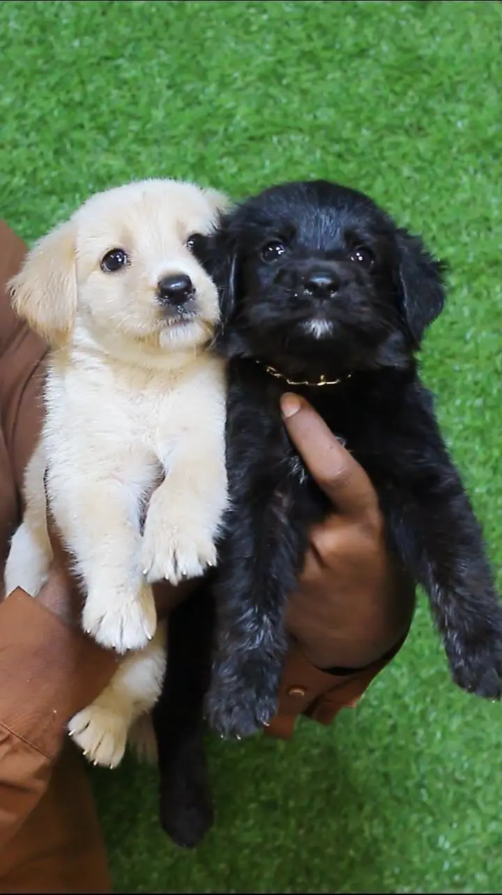 British labrador puppies available are available for sale
