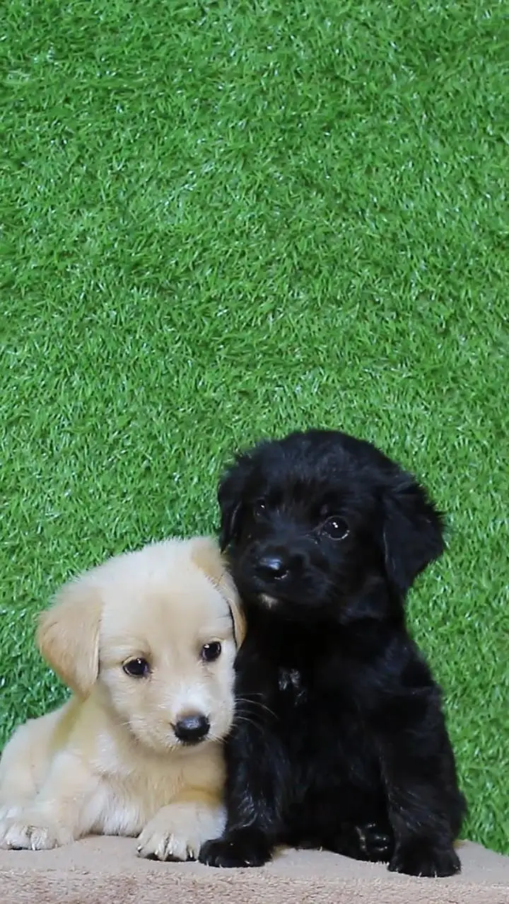 British labrador puppies available are available for sale — photo 2