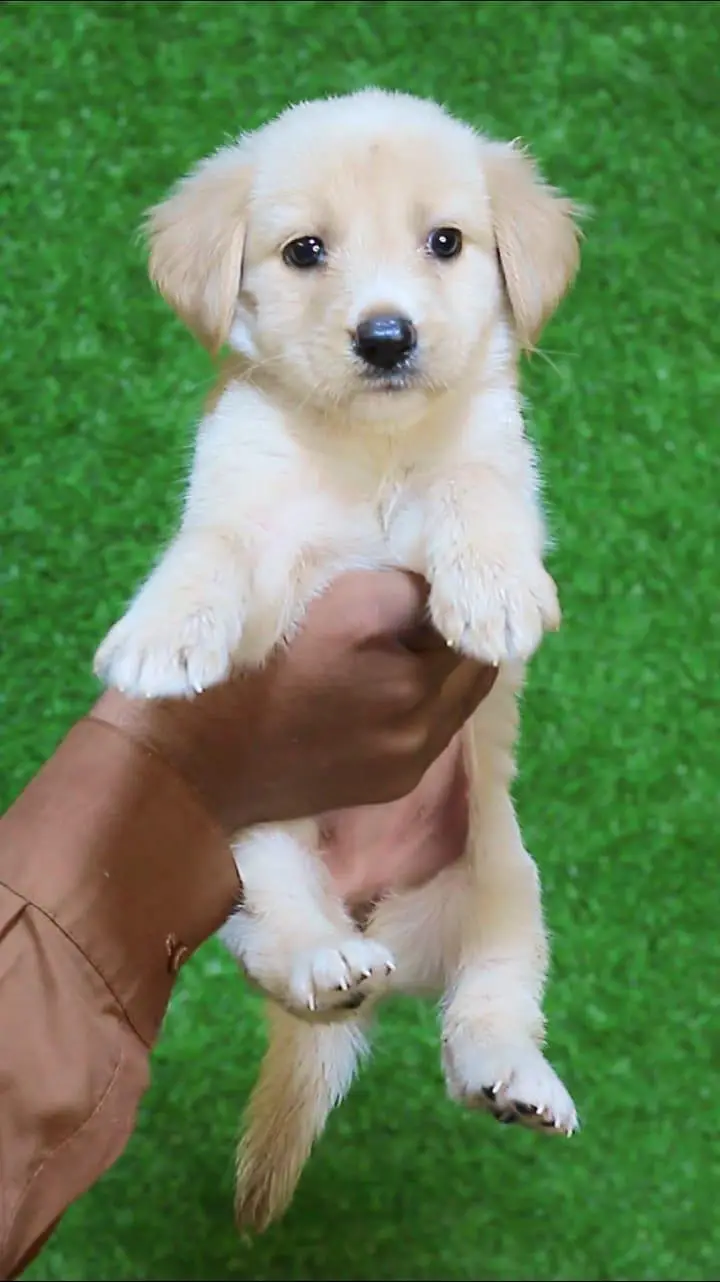 British labrador puppies available are available for sale — photo 3