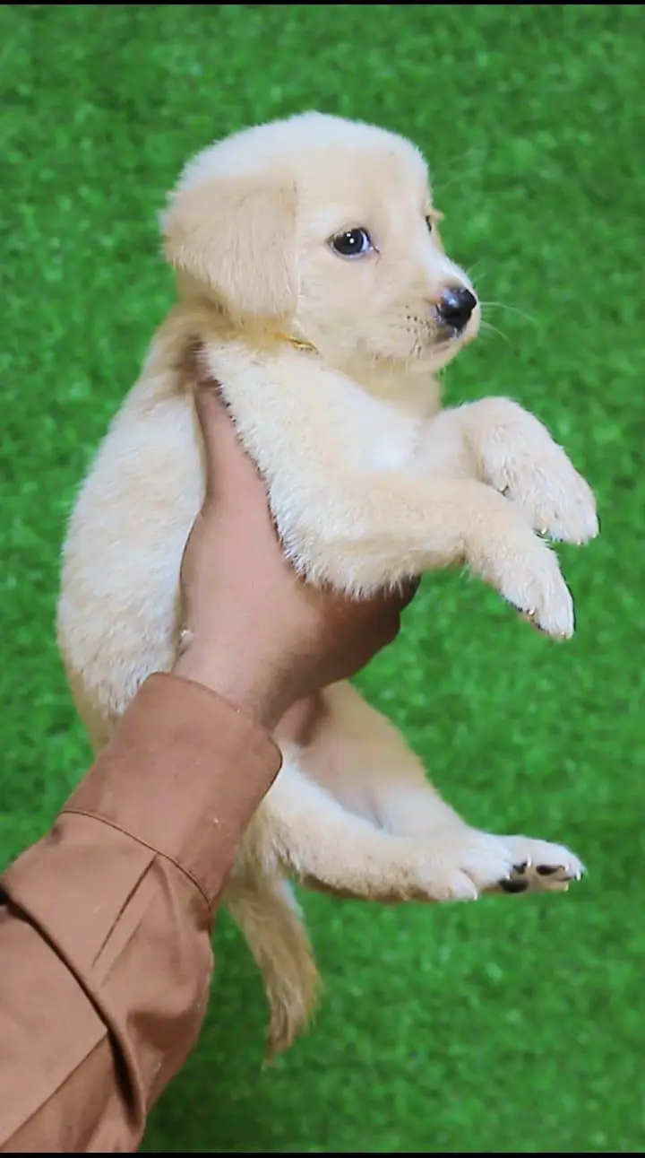 British labrador puppies available are available for sale — photo 5