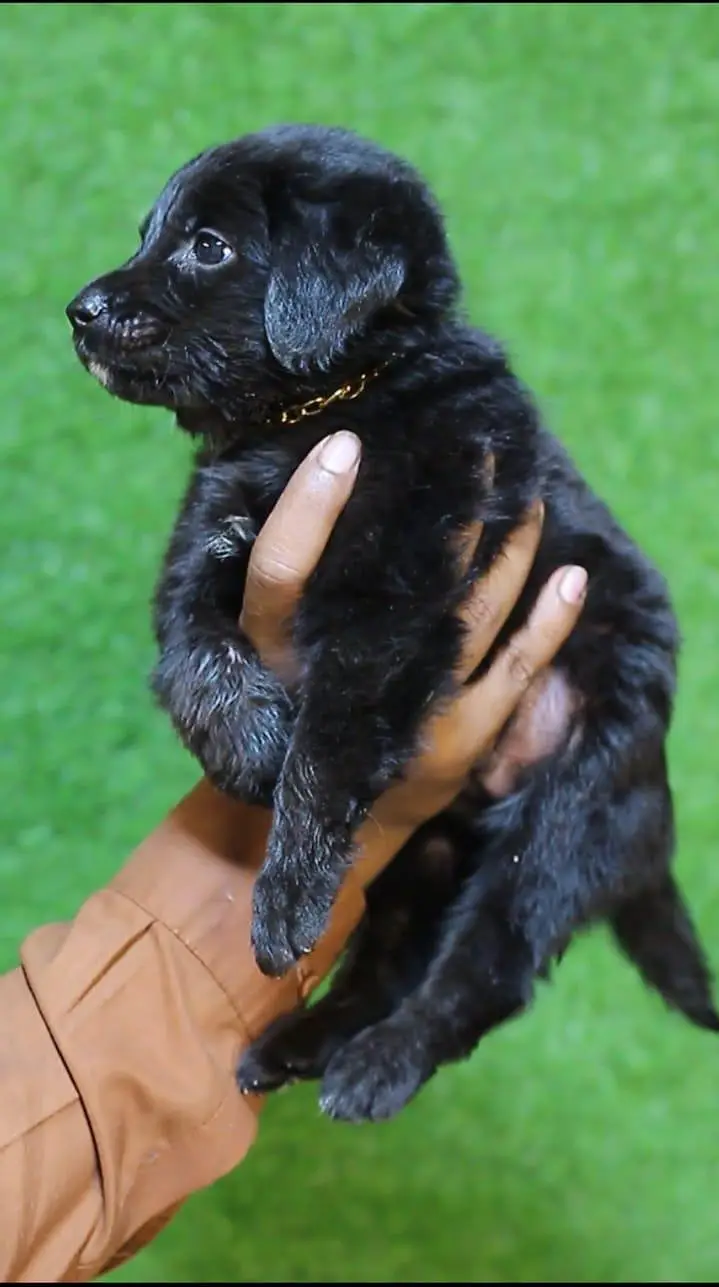 British labrador puppies available are available for sale — photo 6
