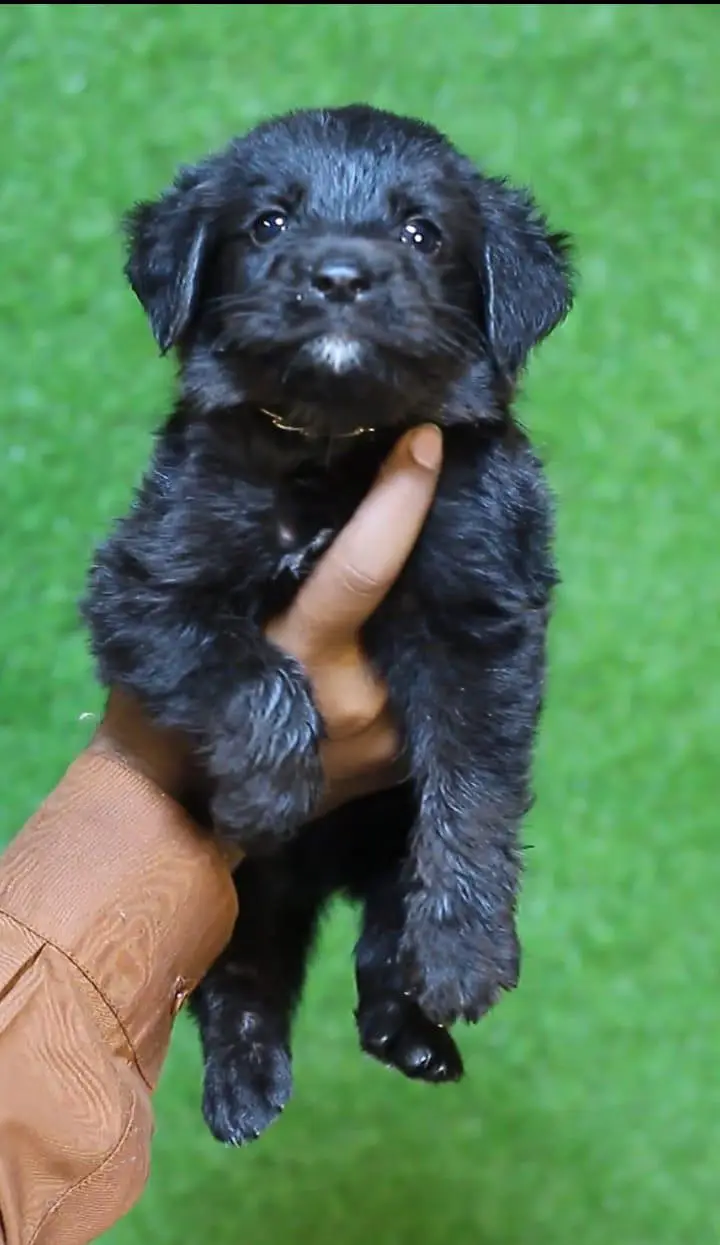 British labrador puppies available are available for sale — photo 7