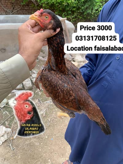 ASEEL BREEDER HENS