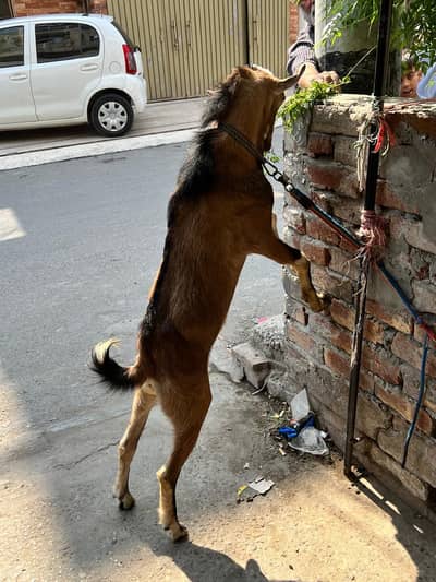 Teddi nasli bakra barbari nasal