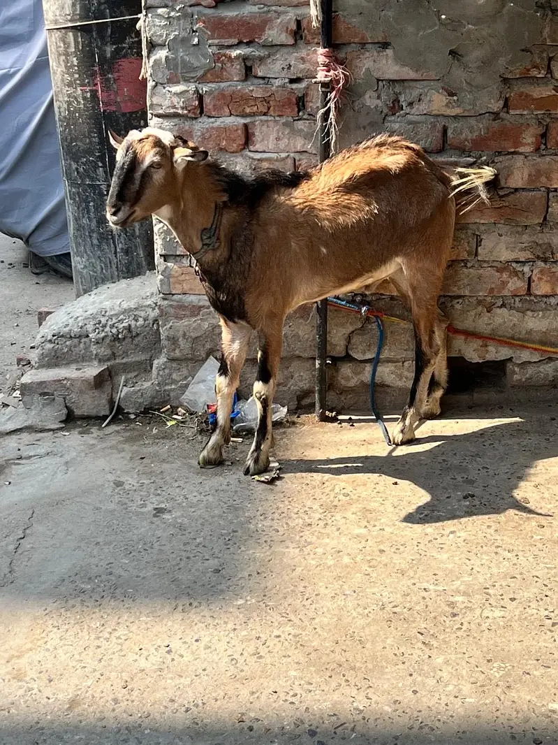 Teddi nasli bakra barbari nasal — photo 3