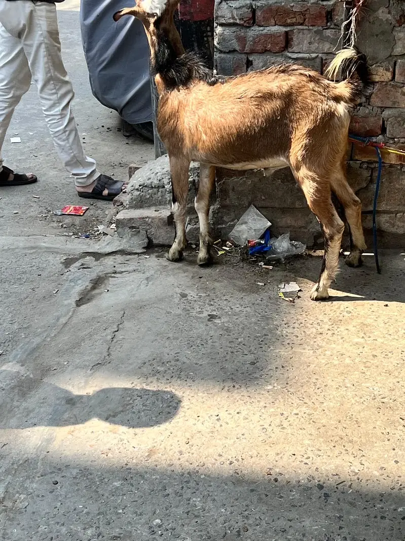 Teddi nasli bakra barbari nasal — photo 4
