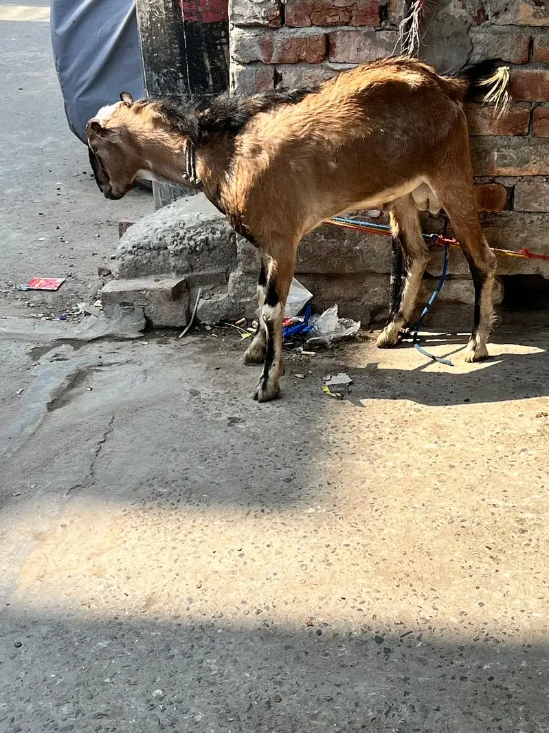 Teddi nasli bakra barbari nasal — photo 5