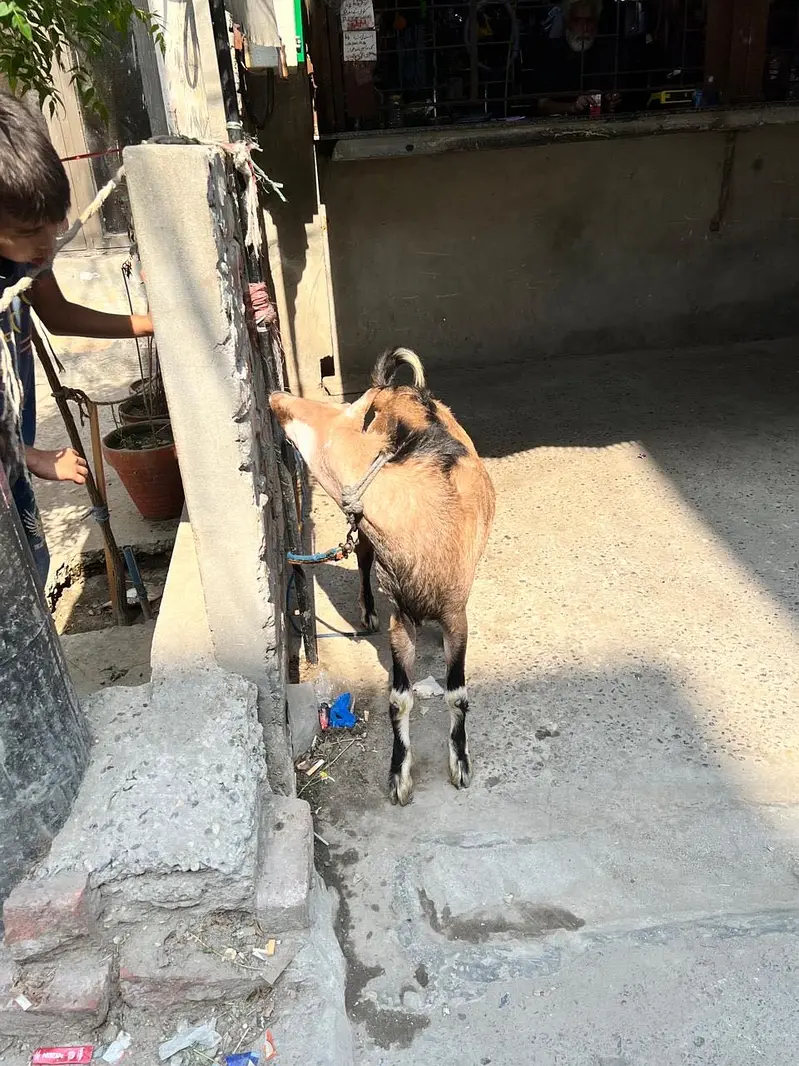 Teddi nasli bakra barbari nasal — photo 6