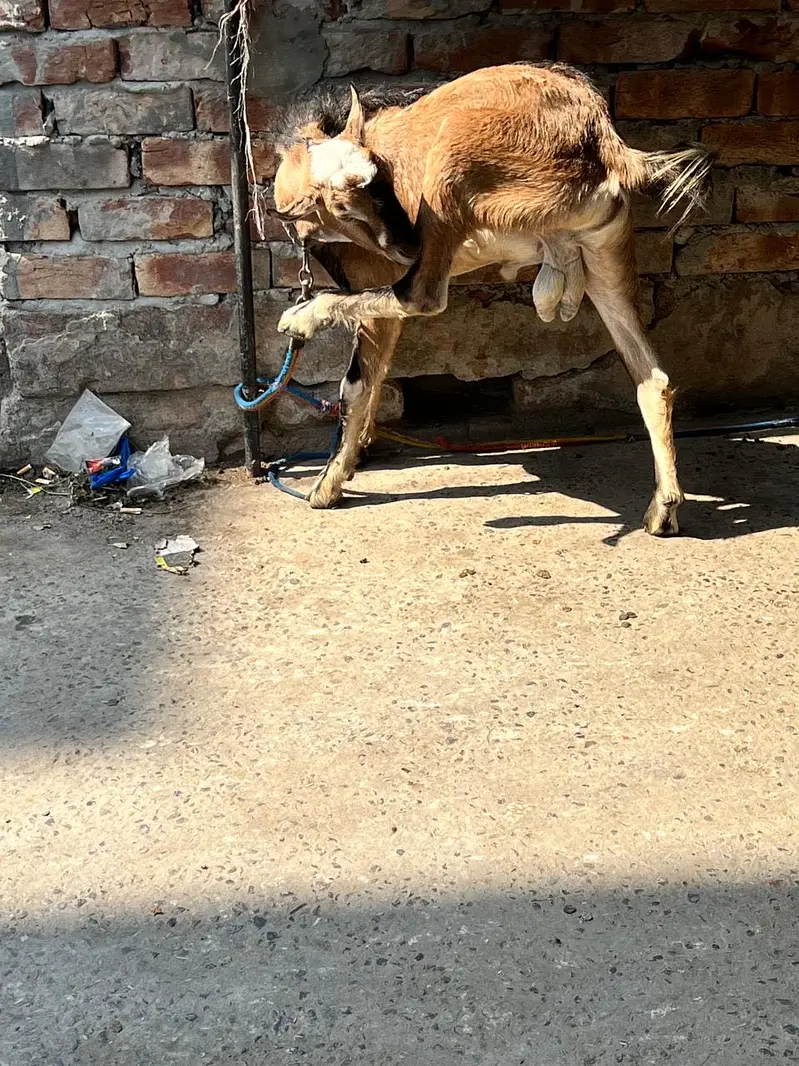 Teddi nasli bakra barbari nasal — photo 7