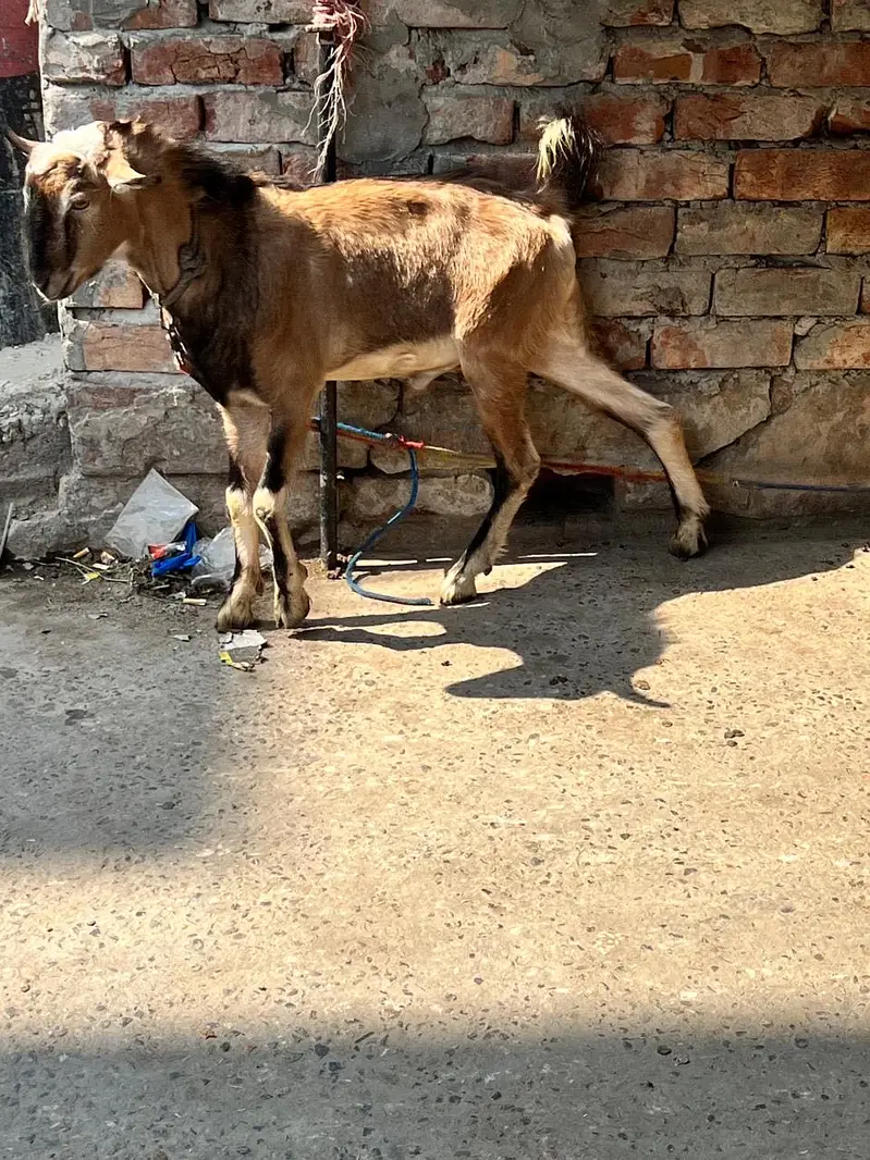 Teddi nasli bakra barbari nasal — photo 8