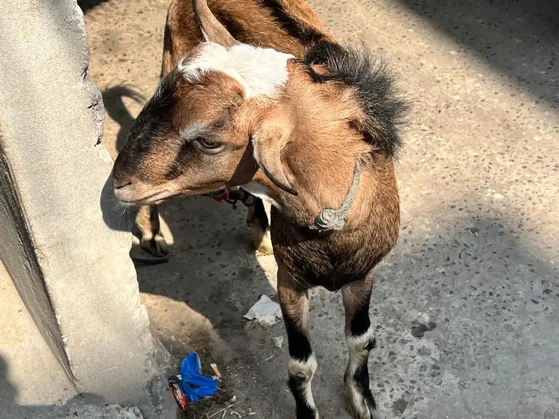 Teddi nasli bakra barbari nasal — photo 9