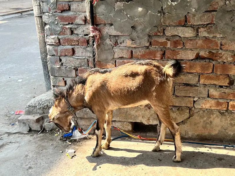 Teddi nasli bakra barbari nasal — photo 10