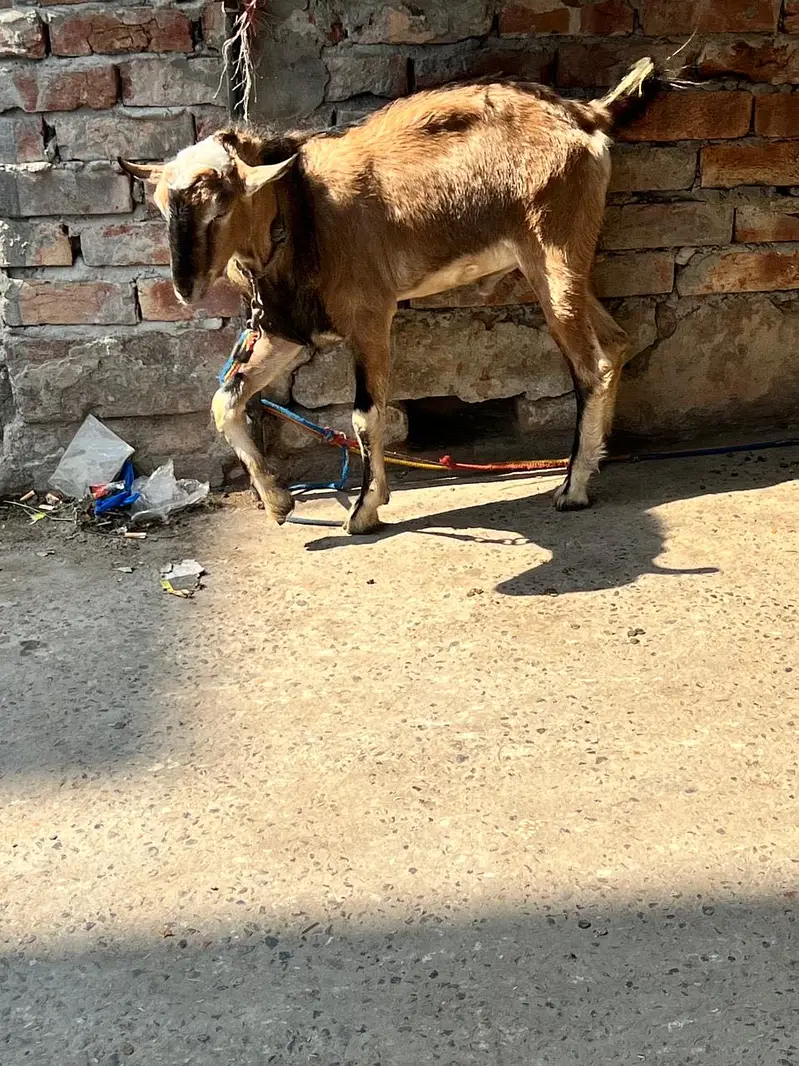 Teddi nasli bakra barbari nasal — photo 11