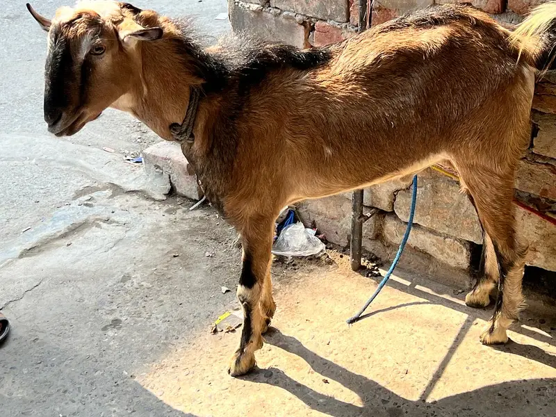 Teddi nasli bakra barbari nasal — photo 12