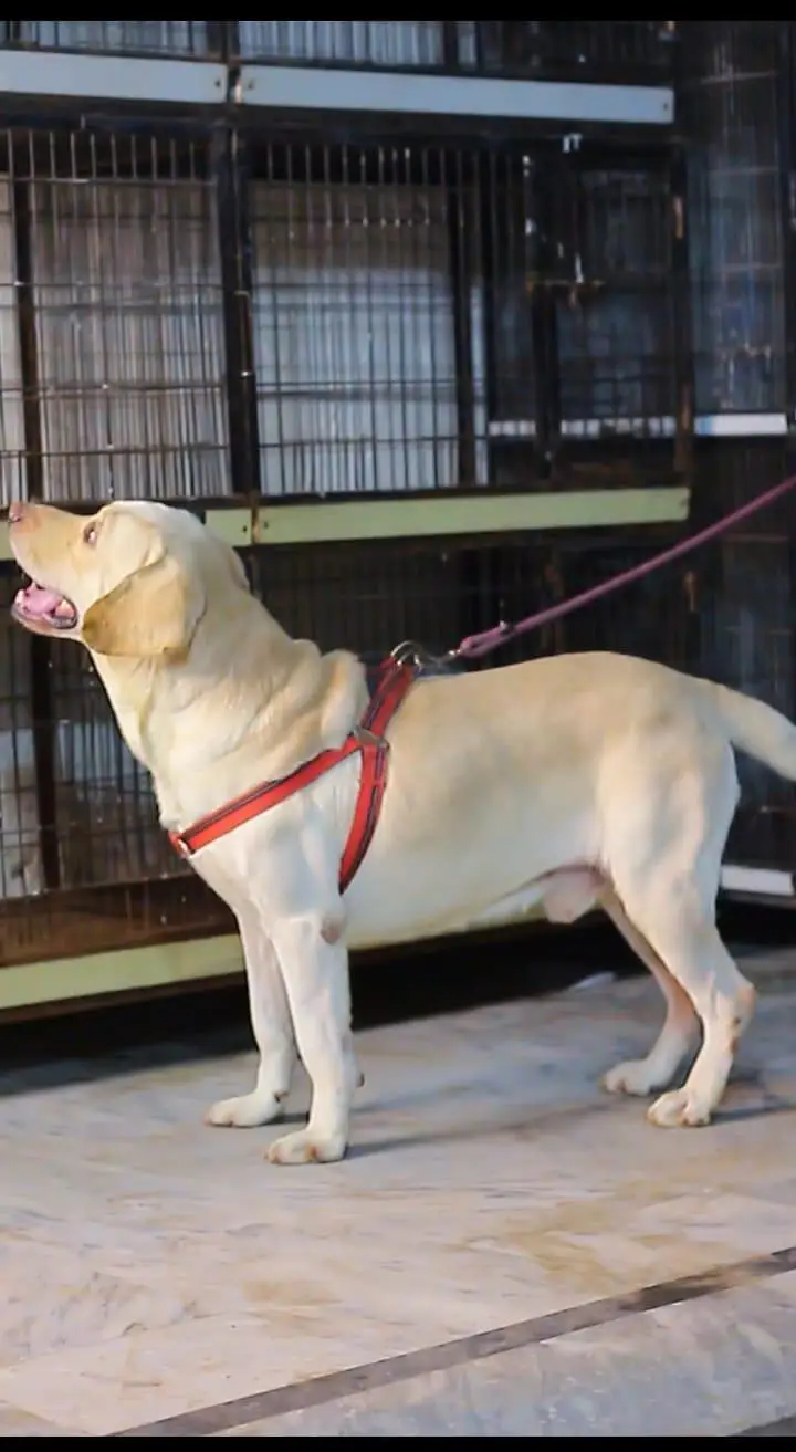 British labrador male available for sale