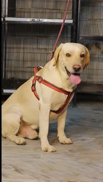 British labrador male available for sale — photo 2
